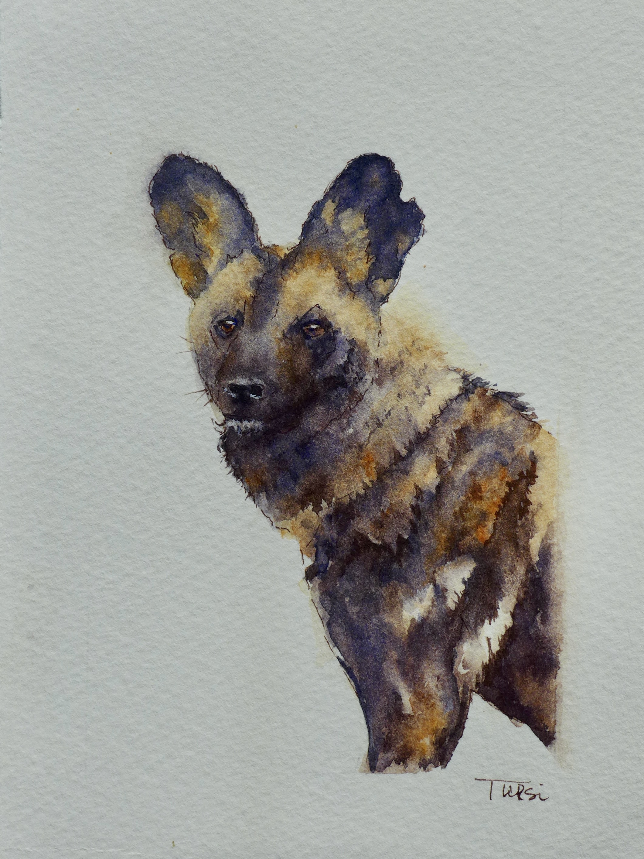 Watercolour and ink on cotton paper
