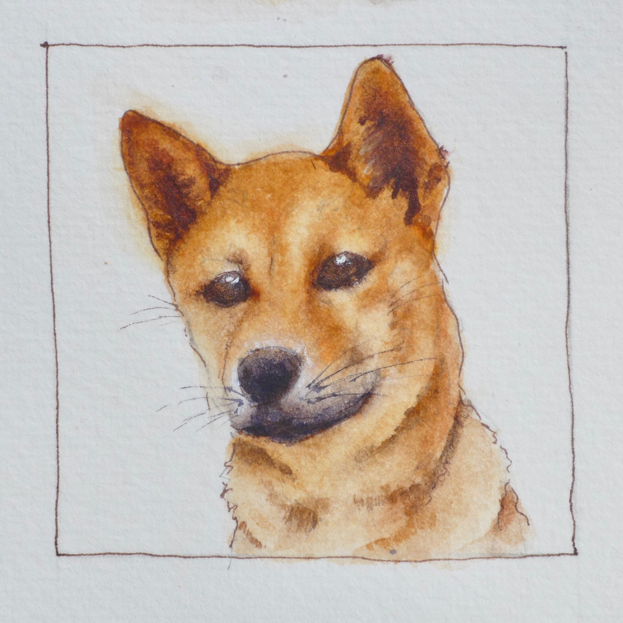 Watercolor pet portrait of Rani.