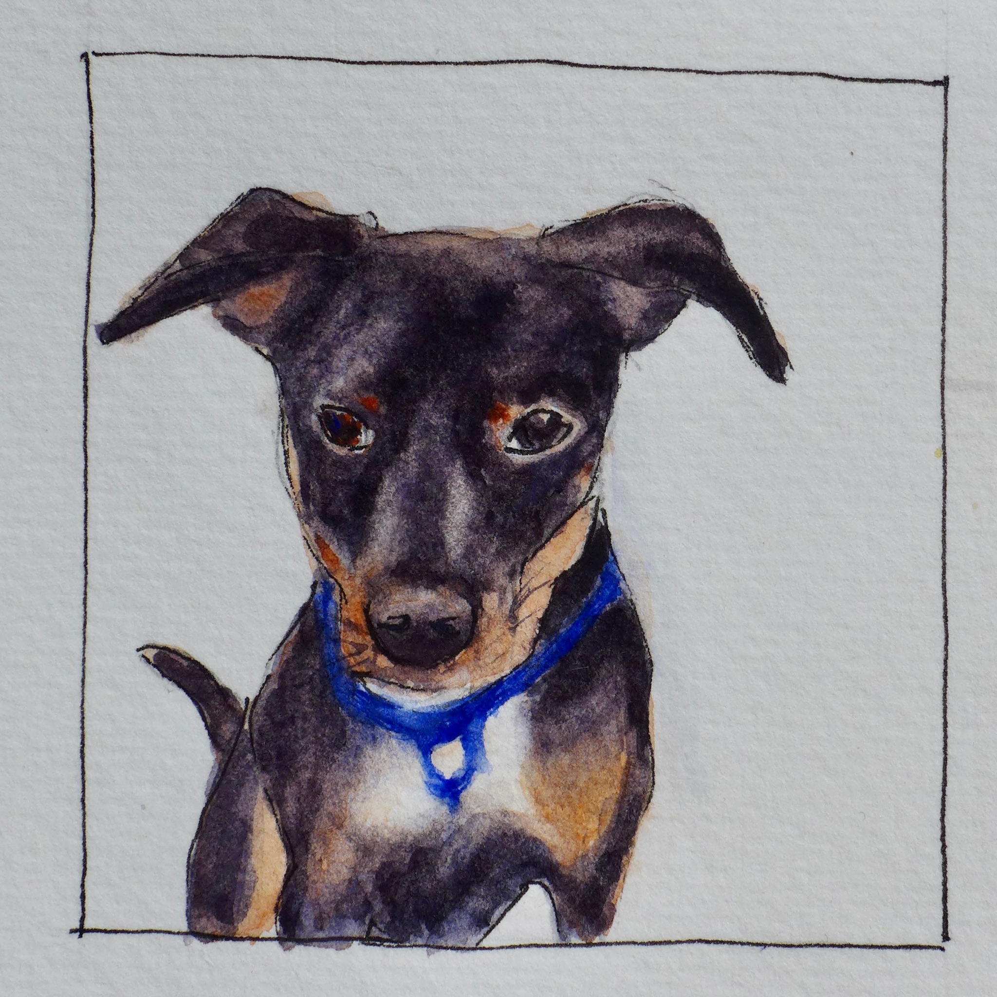 Watercolor pet portrait of Tiago.